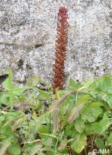 Orobanche pubescens