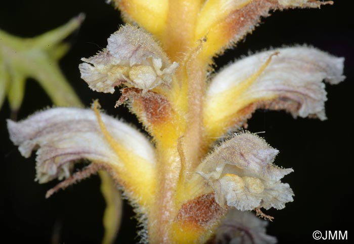 Orobanche pubescens = Orobanche versicolor