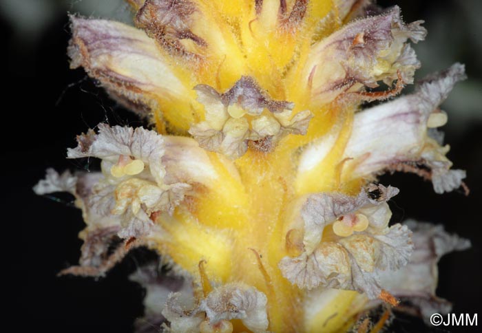 Orobanche pubescens = Orobanche versicolor