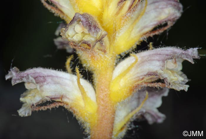 Orobanche pubescens = Orobanche versicolor