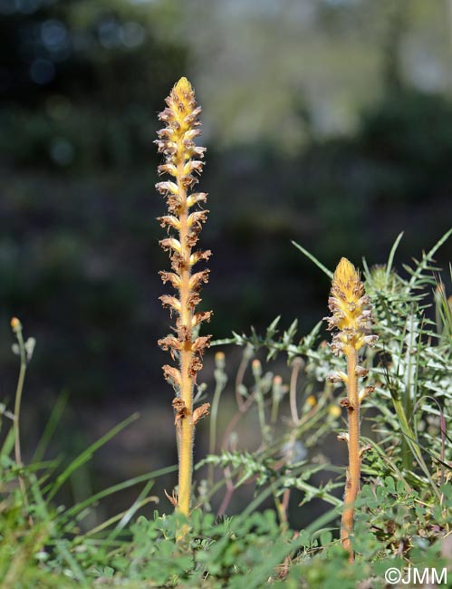 Orobanche pubescens = Orobanche versicolor