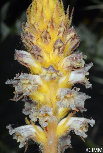 Orobanche pubescens = Orobanche versicolor