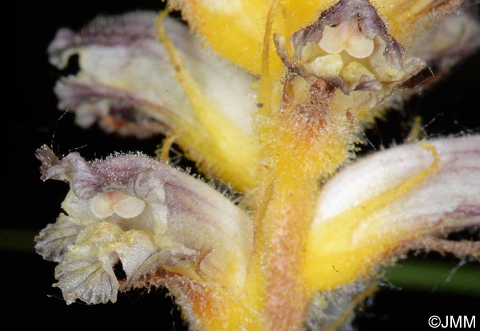 Orobanche pubescens = Orobanche versicolor