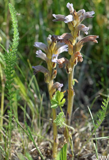 Orobanche purpurea