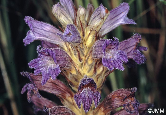 Orobanche purpurea