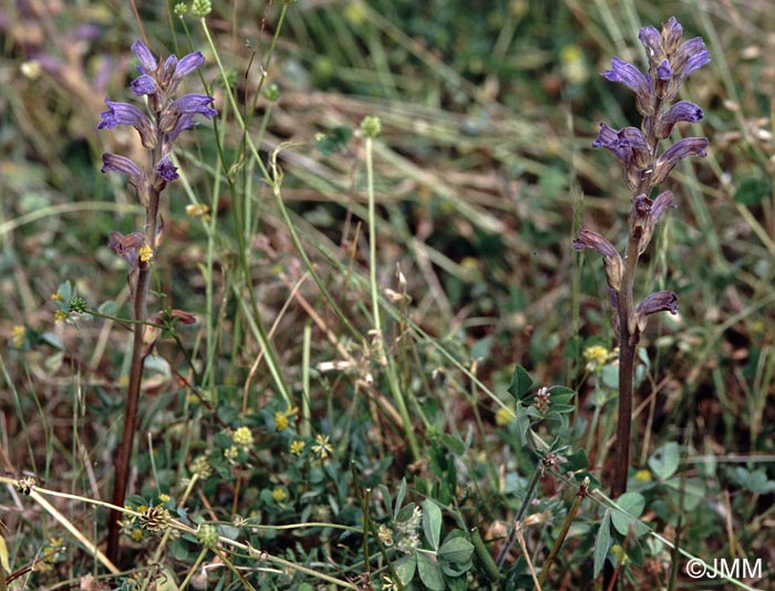 Orobanche purpurea