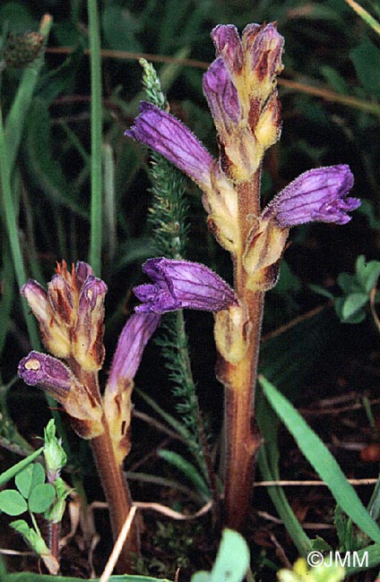 Orobanche purpurea