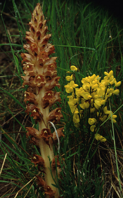 Orobanche rapum-genistae