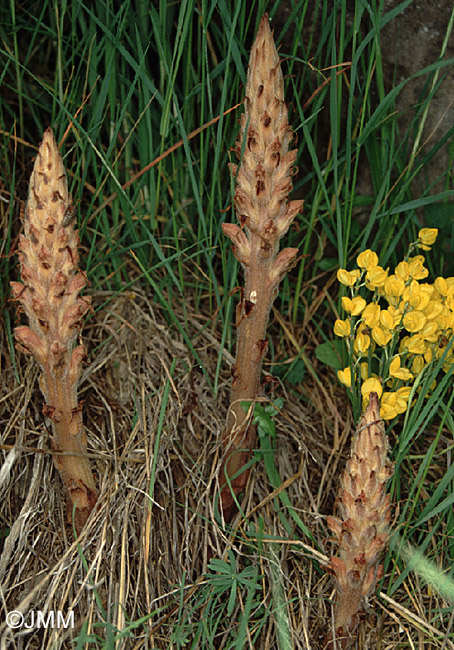 Orobanche rapum-genistae