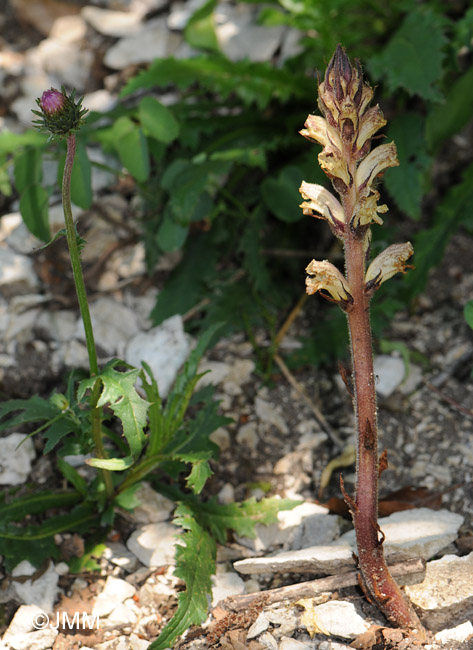 Orobanche reticulata & Carduus defloratus