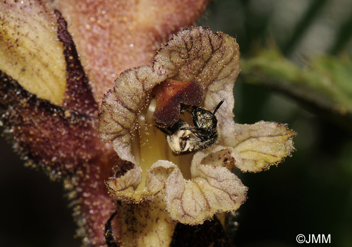 Orobanche reticulata & pollinisateur