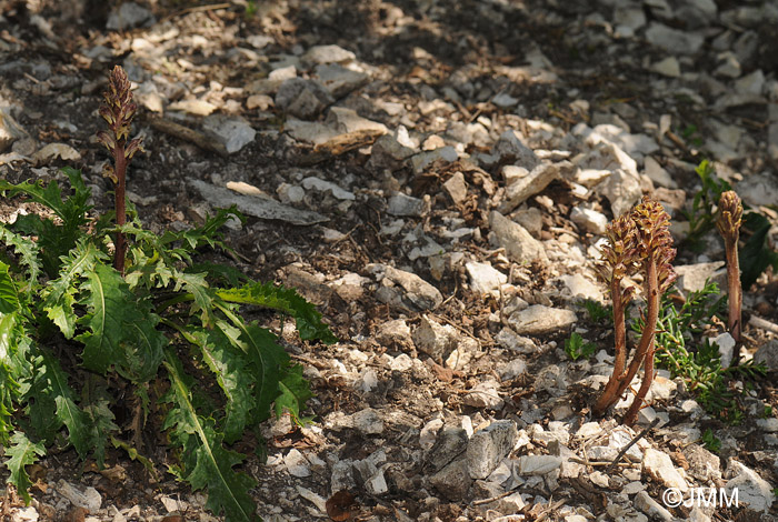 Orobanche reticulata