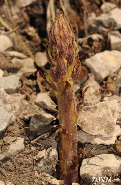 Orobanche reticulata