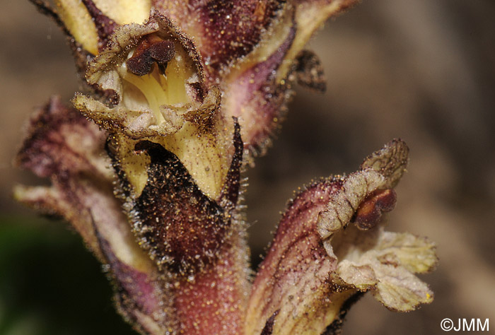 Orobanche reticulata