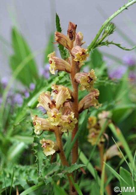 Orobanche reticulata