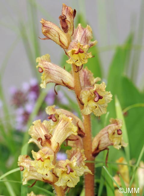 Orobanche reticulata