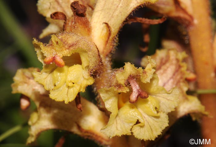 Orobanche reticulata