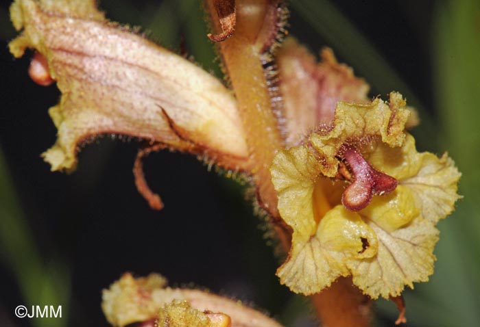 Orobanche reticulata