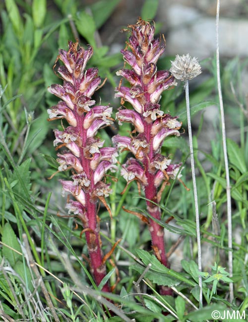 Orobanche reticulata