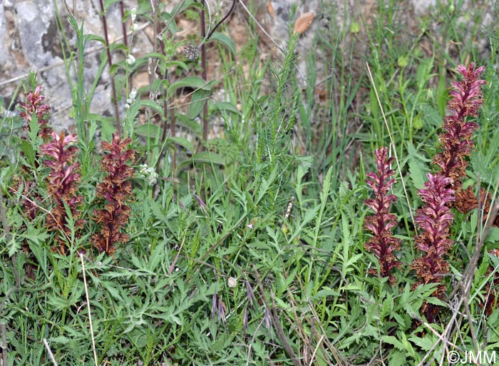 Orobanche reticulata