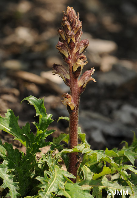 Orobanche reticulata