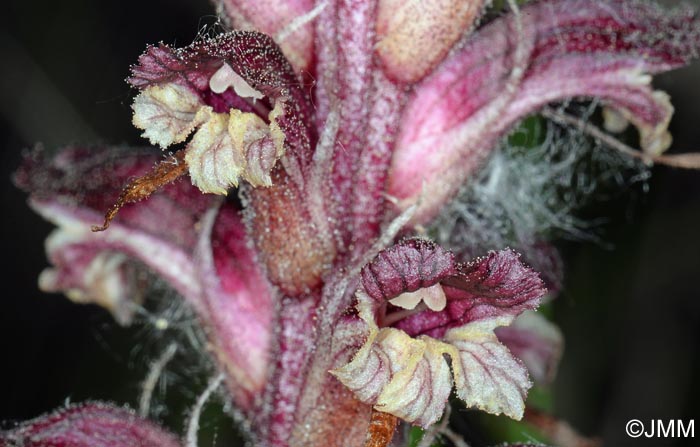 Orobanche reticulata