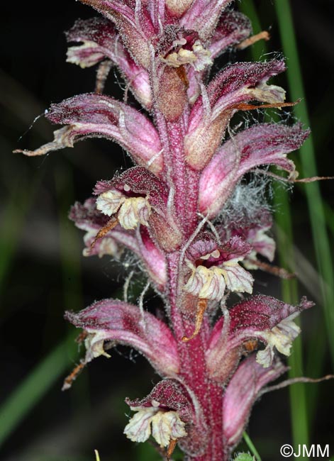 Orobanche reticulata