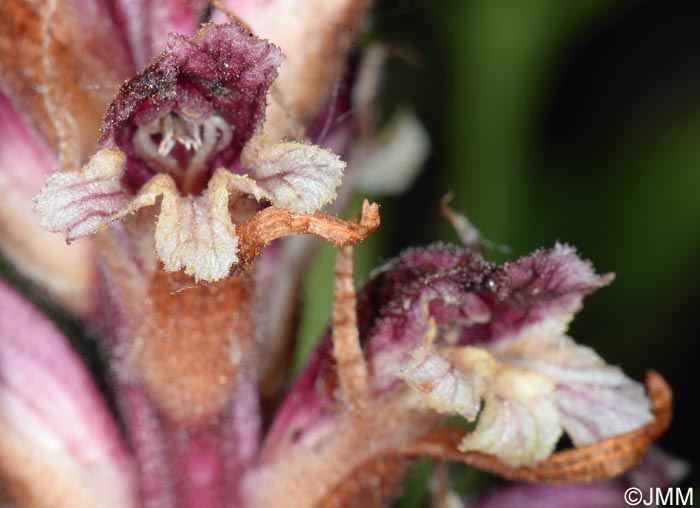 Orobanche reticulata