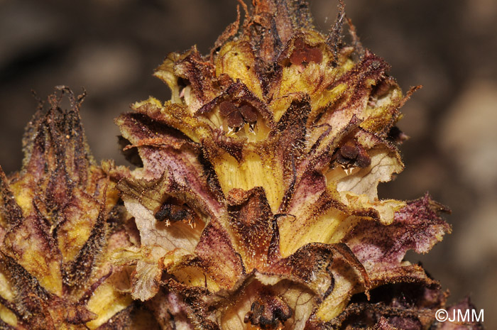 Orobanche reticulata