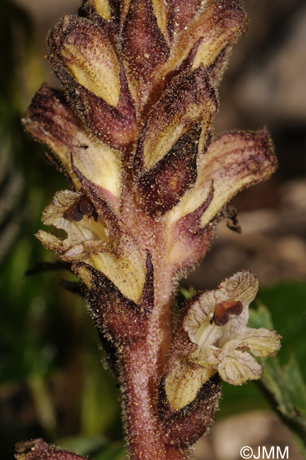 Orobanche reticulata