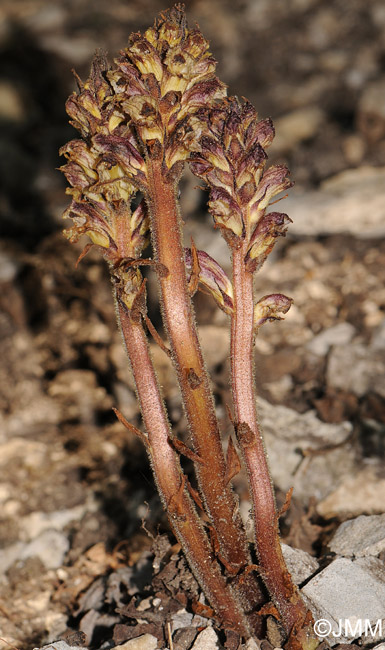Orobanche reticulata
