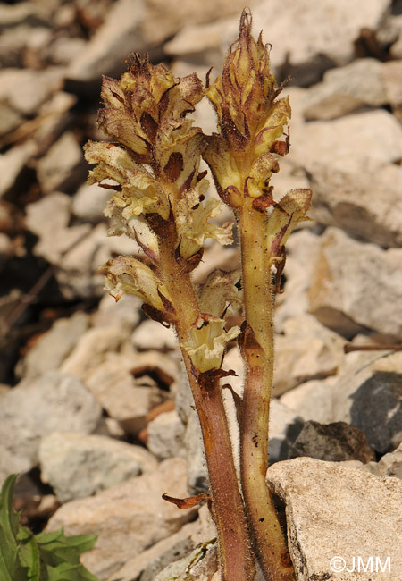 Orobanche reticulata