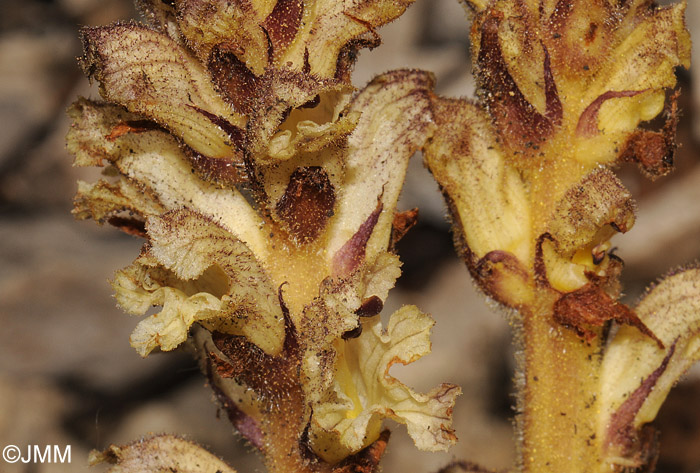 Orobanche reticulata