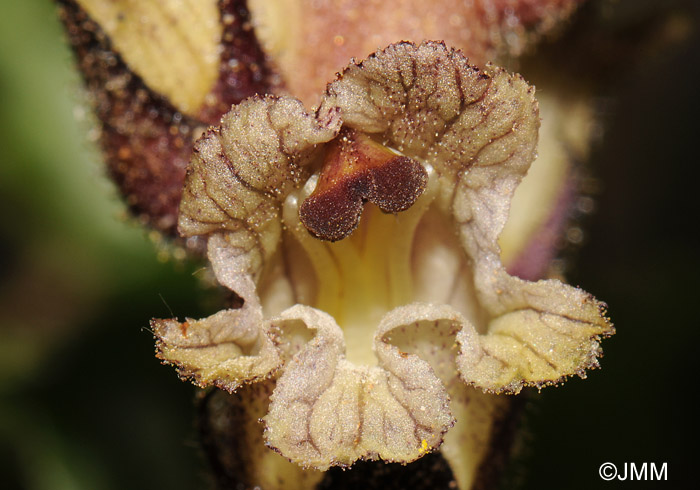 Orobanche reticulata