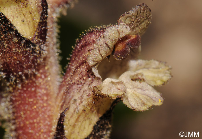 Orobanche reticulata