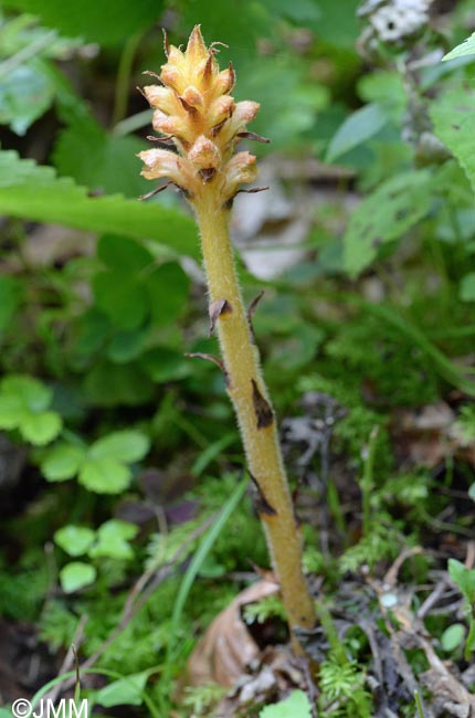 Orobanche salviae