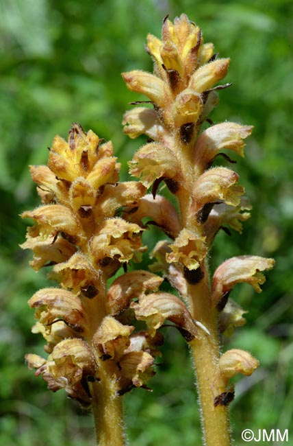 Orobanche salviae