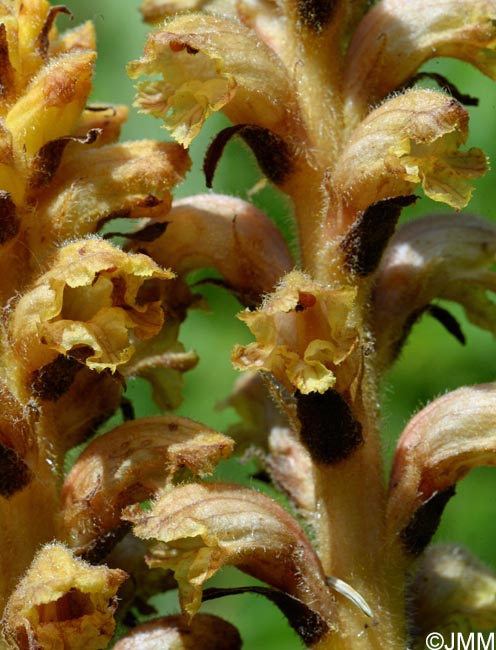 Orobanche salviae