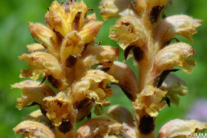 Orobanche salviae