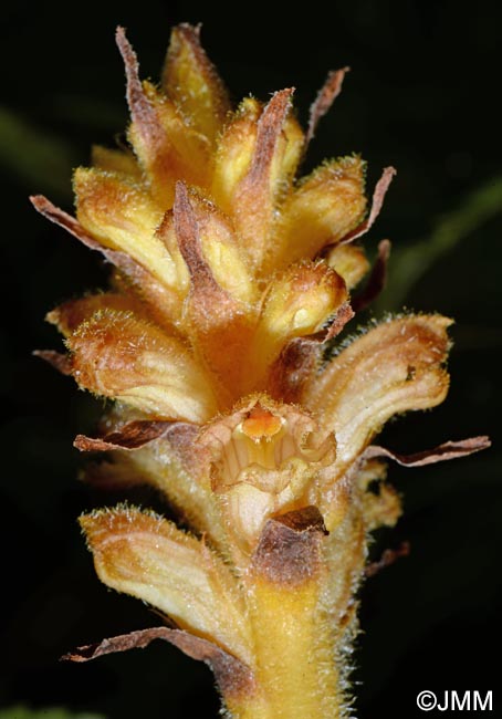 Orobanche salviae