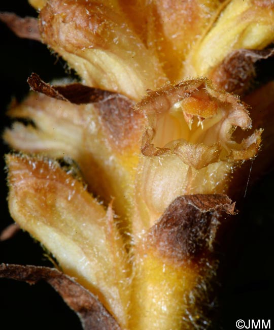 Orobanche salviae