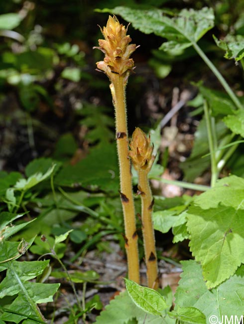 Orobanche salviae