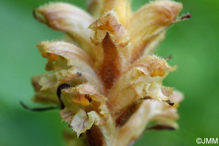 Orobanche salviae