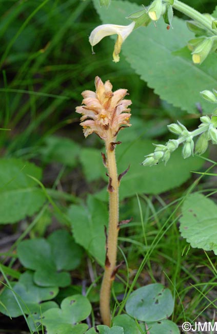 Orobanche salviae