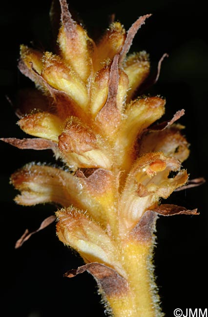 Orobanche salviae