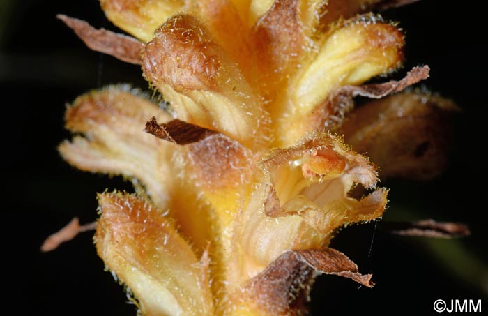 Orobanche salviae