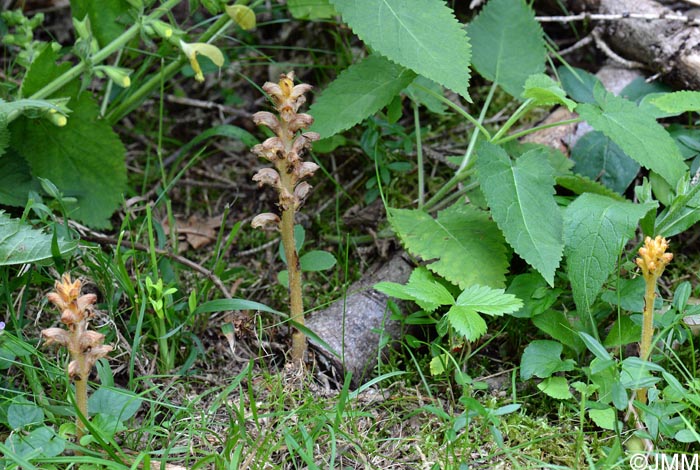 Orobanche salviae