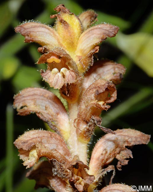 Orobanche salviae