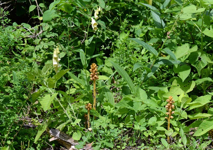 Orobanche salviae & Digitalis grandiflora