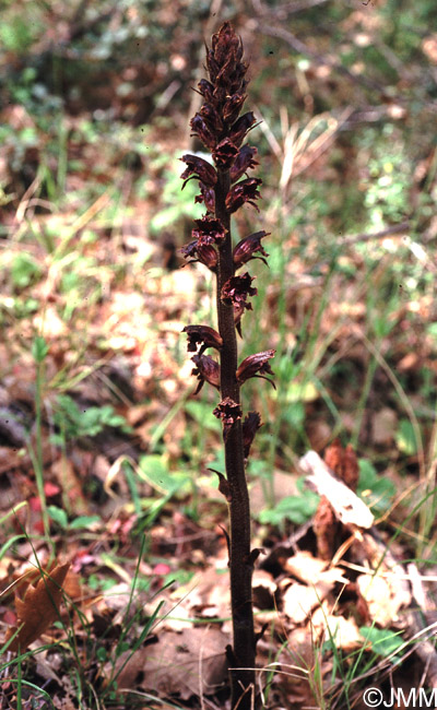 Orobanche sanguinea